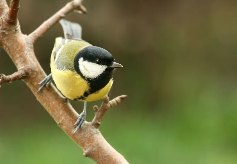 sikora, sikorka bogatka, ptaki Fot. Fotolia