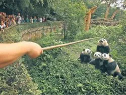 Panda staje się symbolem kryzysu i chińskiej dominacji