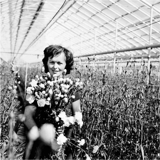 W PRL 0,4 ha ziemi pod szkłem to było sporo. Największe prywatne uprawy miały 1 ha