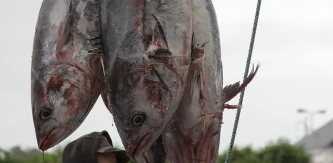 Wyspy Cooka utworzyły największy na świecie rezerwat morski