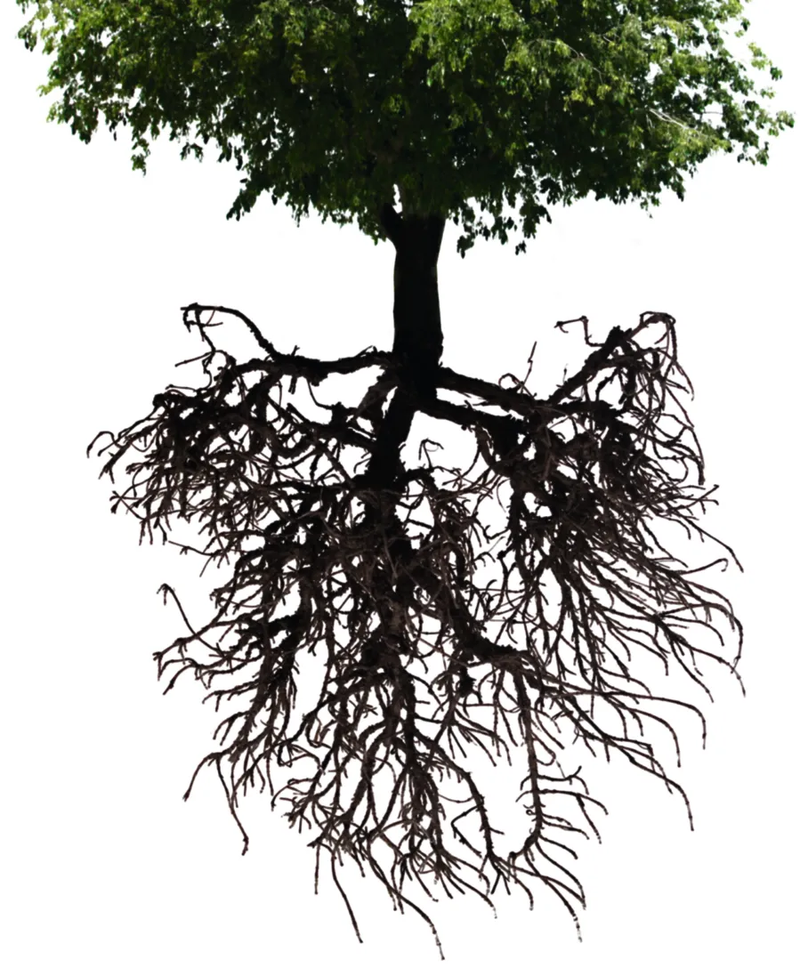 Drzewa nie dają z liścia. Nawet w naturze agresja to strategia ryzykowna