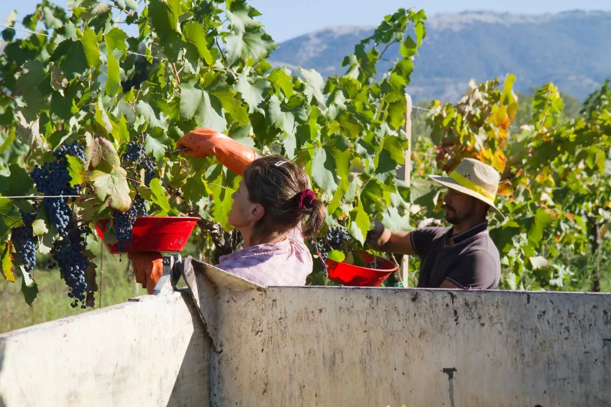 Winobranie we Włoszech