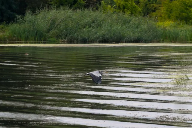 Naukowcy apelują do władz ws. Odry, m.in. o odejście od planów regulacji