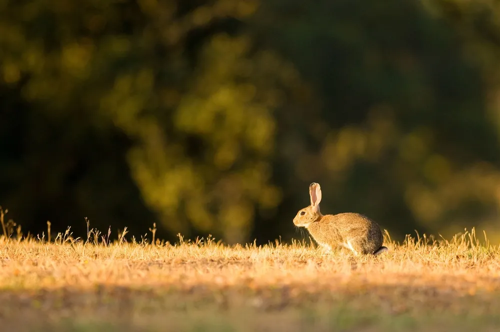 Żarłoczne "hybrydowe superkróliki" w Hiszpanii; niszczą uprawy i zagrażają rolnictwu