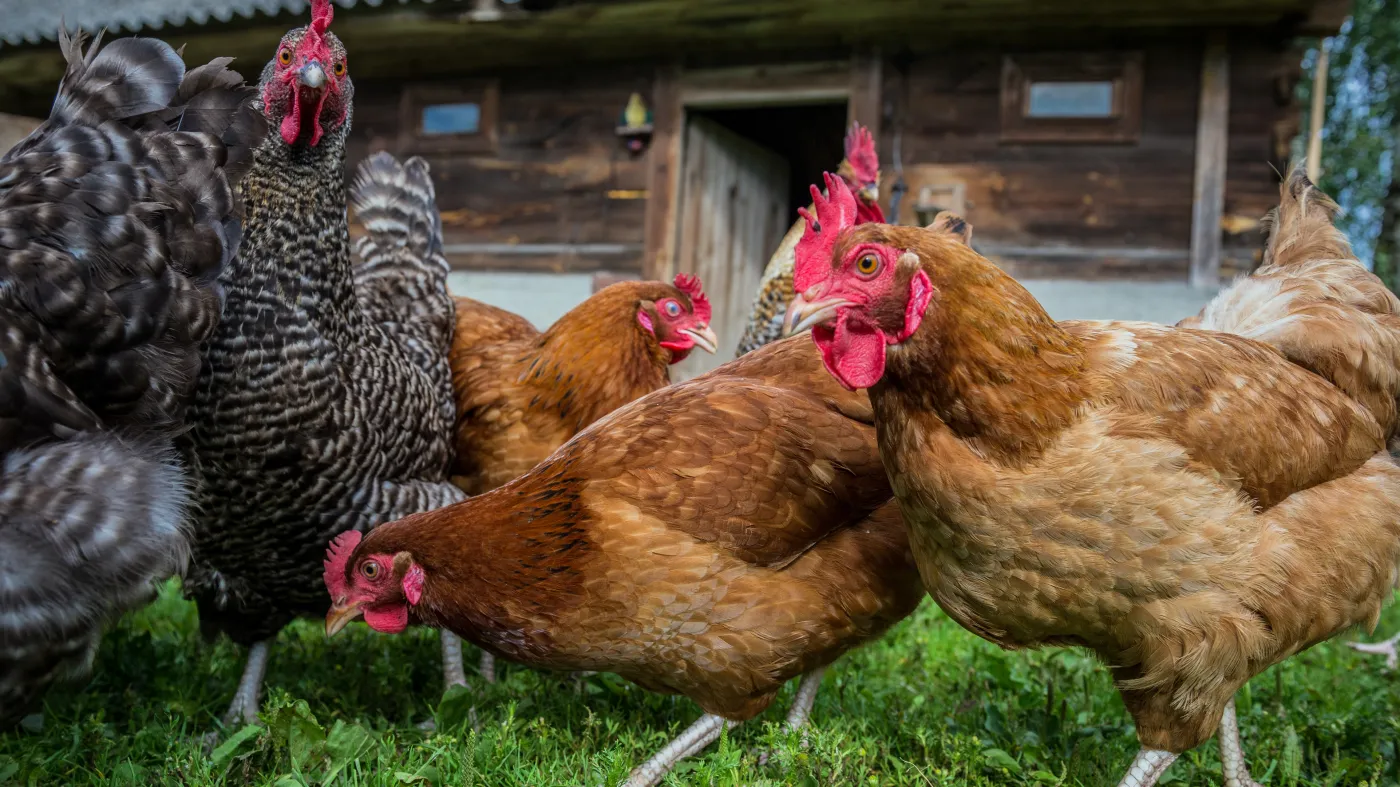 Nowe cła na ukraińskie produkty rolnicze. UE opodatkuje jaja i cukier