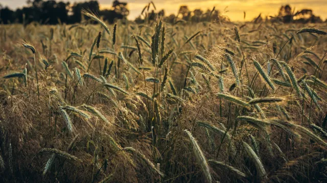 Minister rolnictwa rekomenduje rządowi zakaz wwozu do Polski po 15 września zboża z Ukrainy