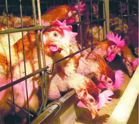 Jajka zdrożeją, za to kury będą je znosić w spokoju i luksusie