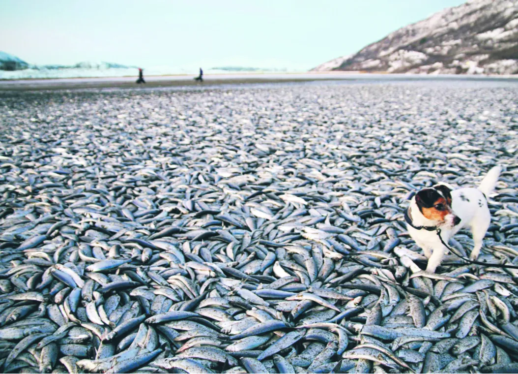 Śledzie na plaży, czyli nadciąga koniec świata