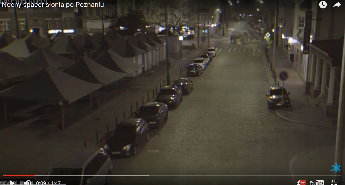 Poznań potrafi, czyli jak kupą słonia walczyć z problemem psich odchodów