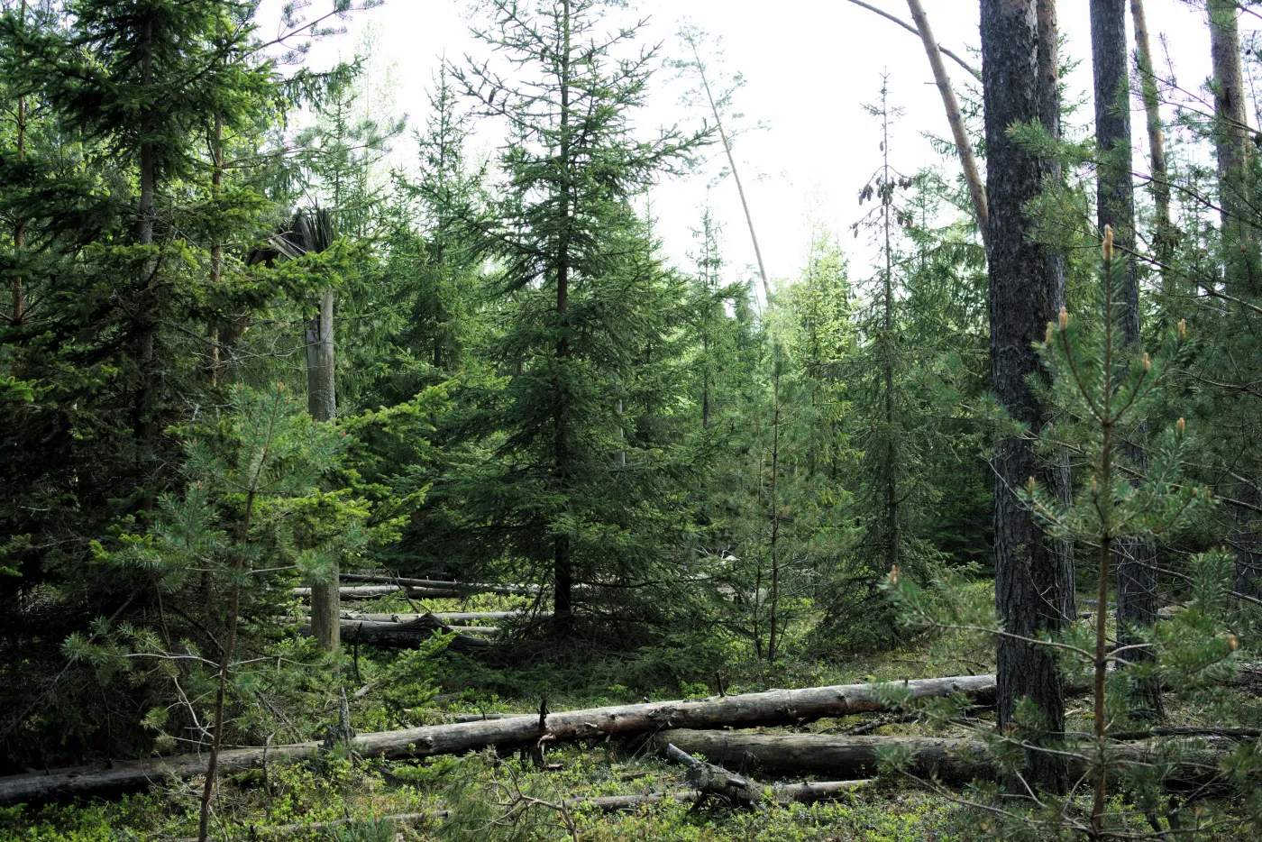 Nigdy nie obumarło tak wiele drzew w lasach, jak w 2020 roku [RAPORT]