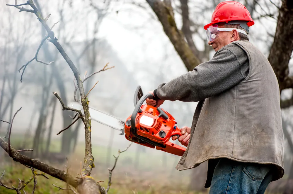 Wycinaj, betonuj, sadź. Zieleń miejska spędza sen z powiek urbanistom