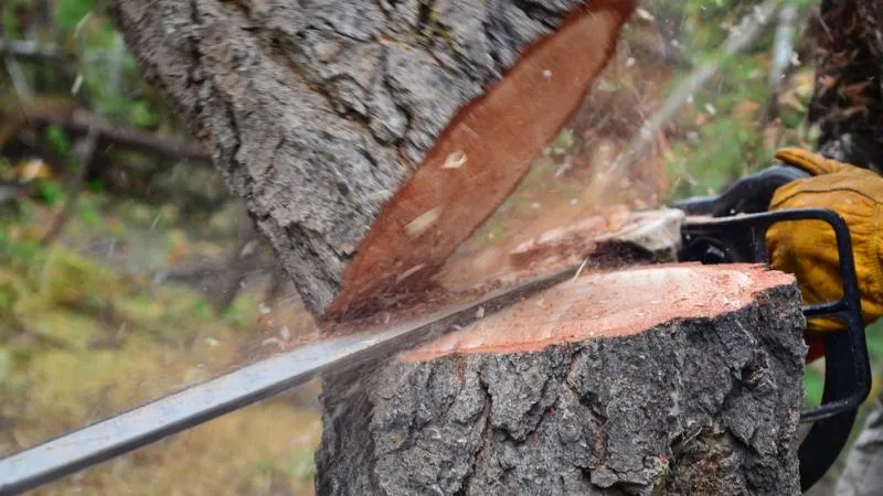 Będzie zmiana prawa ws. wycinki drzew. PiS składa projekt nowelizacji