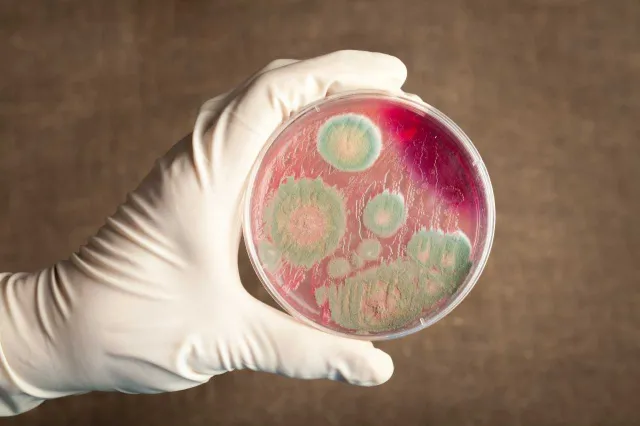 Powódź w Kazachstanie podnosi ryzyko wystąpienia epidemii wąglika i innych chorób zakaźnych