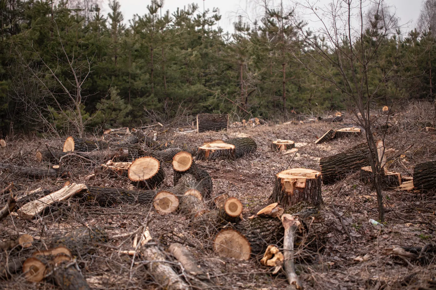 Wylesianie, wycinka, drzewa, las