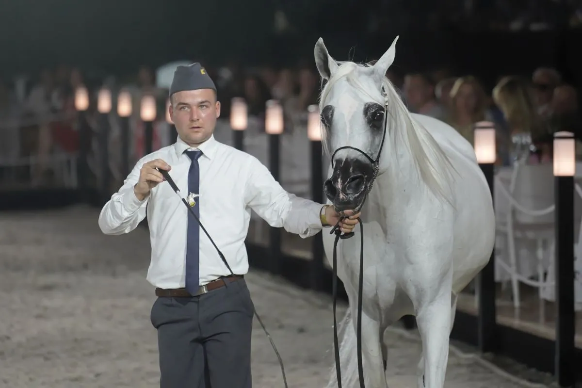 Pride of Poland: Aukcja koni arabskich czystej krwi przyniosła ponad 2 mln euro