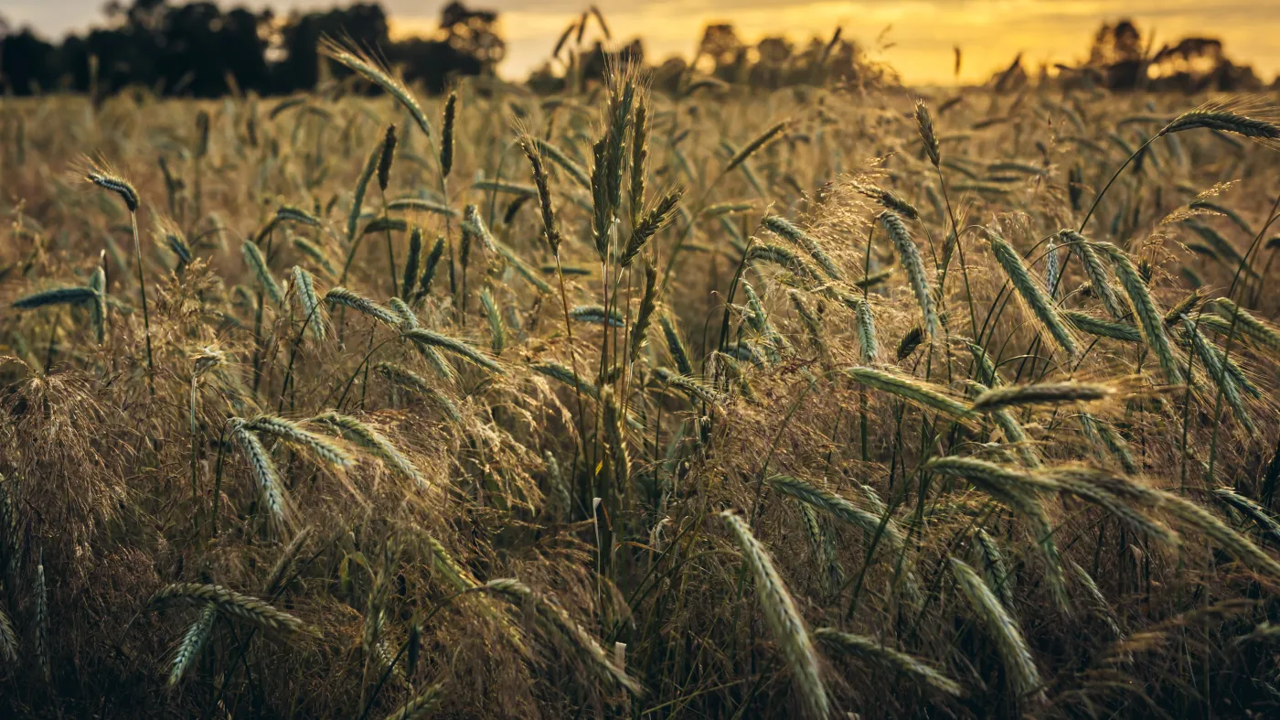Światu grozi kryzys na rynku żywnościowym. Ceny zboża najwyższe od ponad dekady