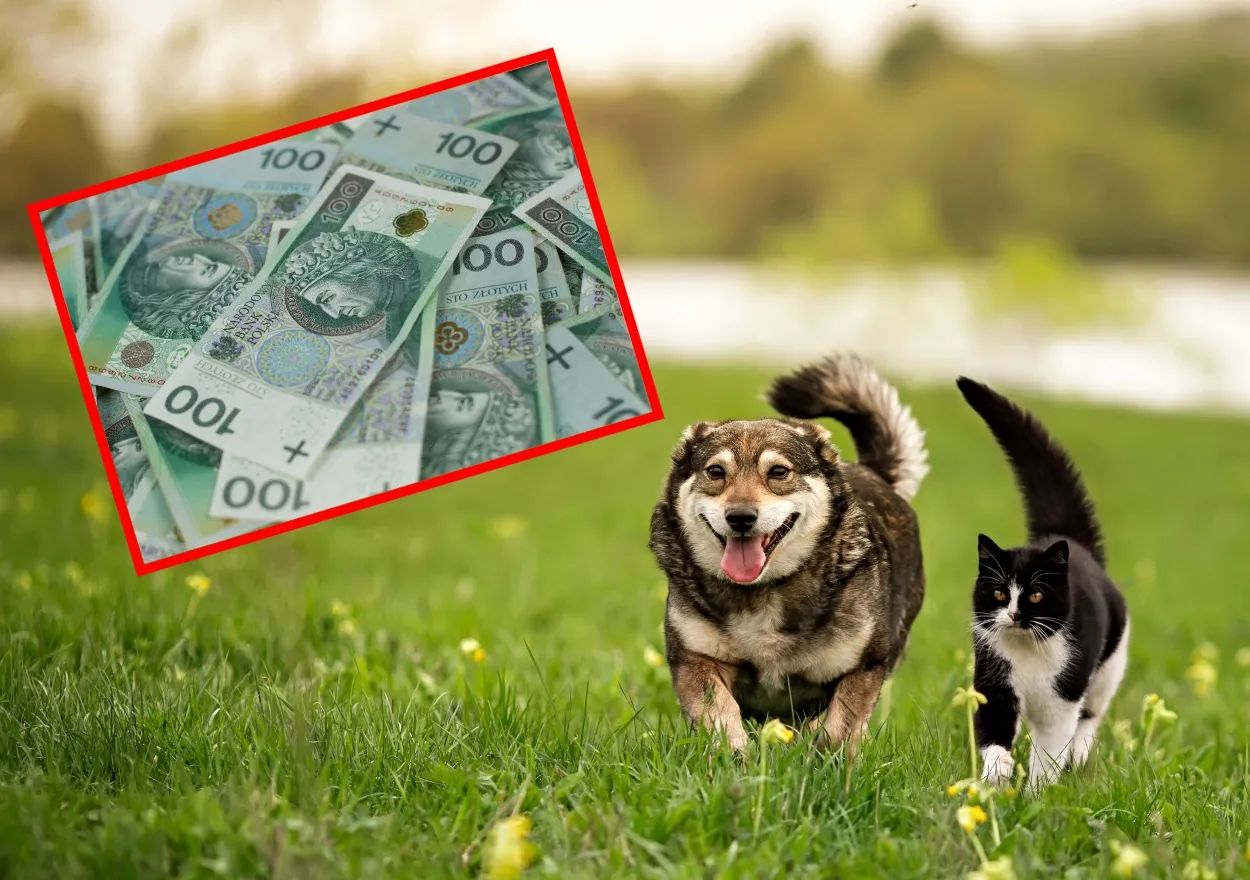 kot, pies, 500 plus na pupila