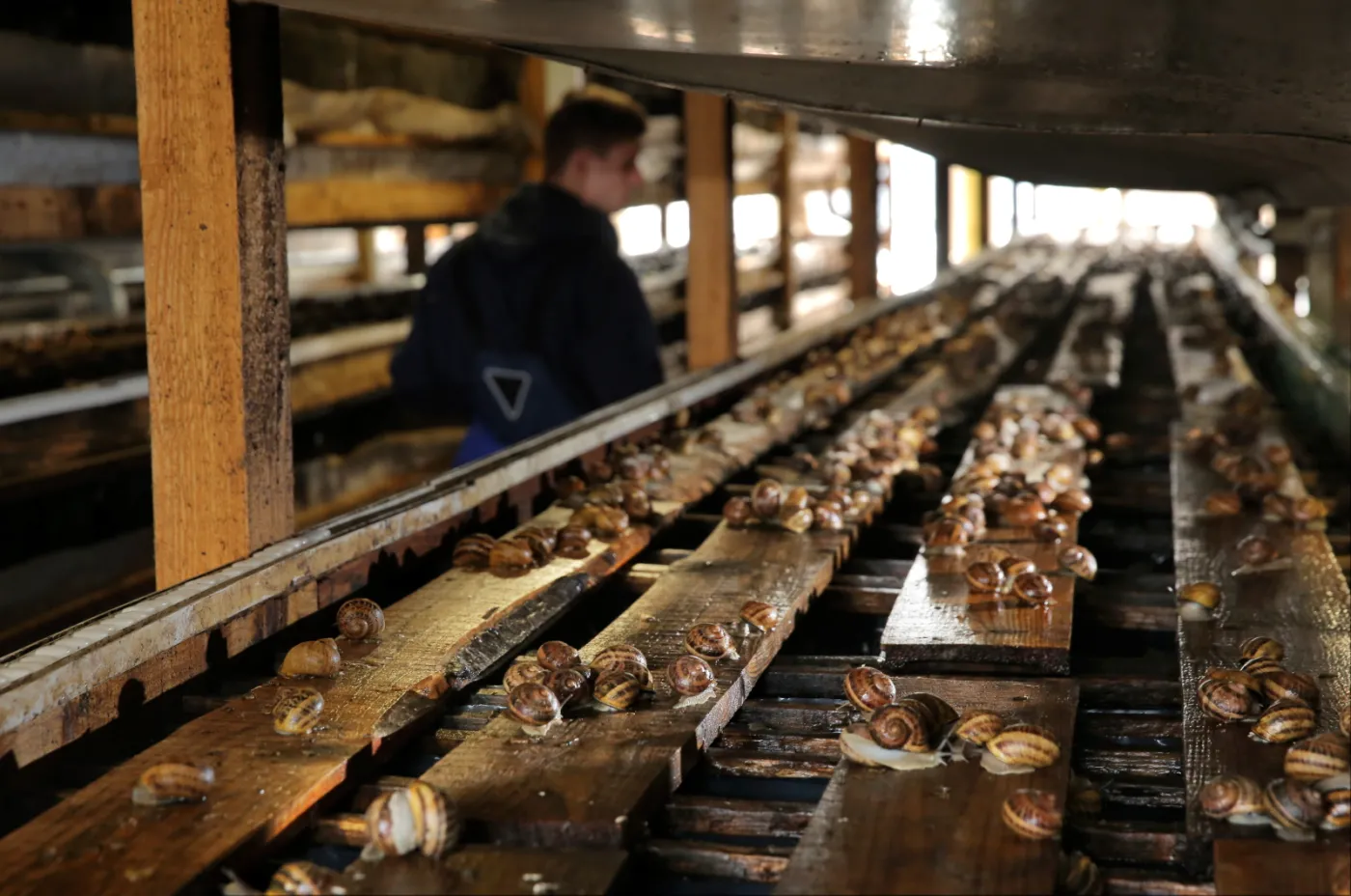 Kosmetyki z ich śluzu to rarytas. Hodowla ślimaków od środka