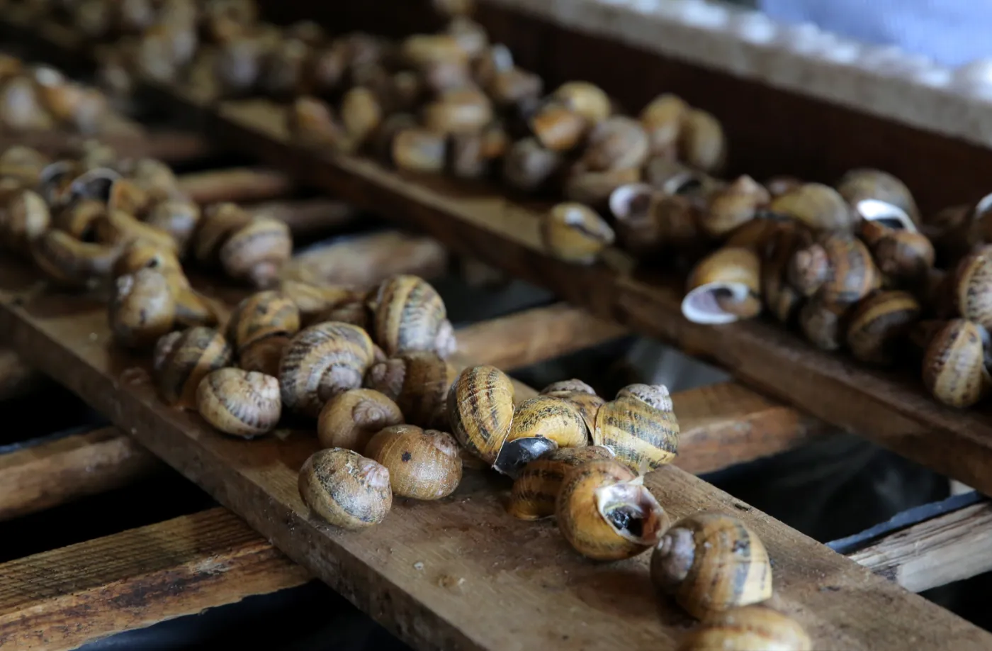 2096378-ferma-slimakow-snails-garden.jpg