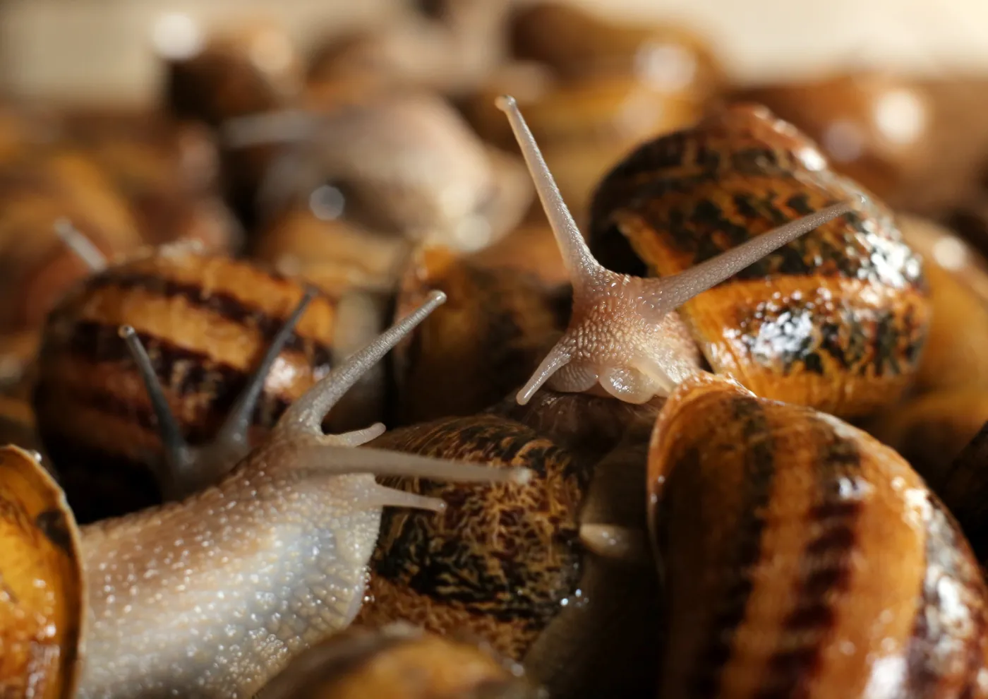 2096410-ferma-slimakow-snails-garden.jpg