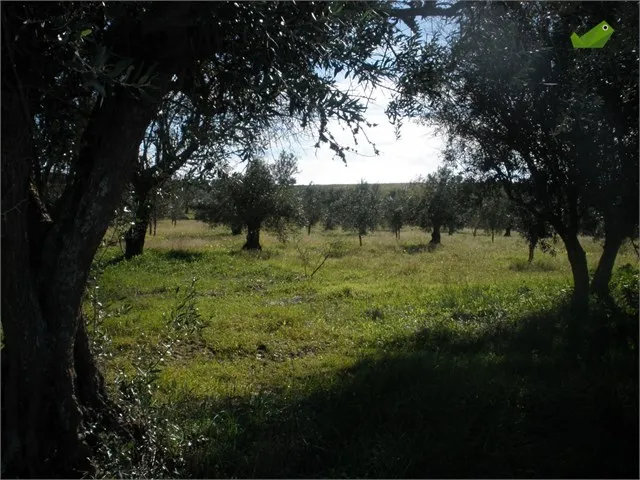 Własny gaj oliwny za kilka tysięcy złotych
