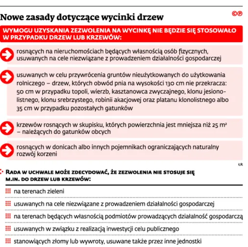 Siekiery pójdą w ruch? Drzewa bez urzędniczego parasola