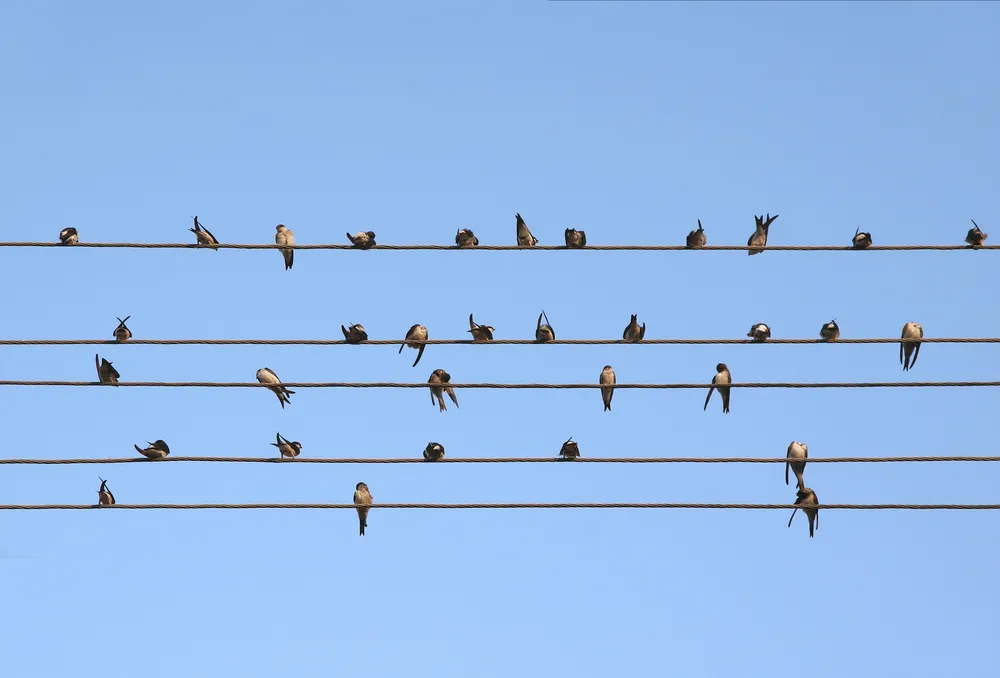 Ptaki siedzące na przewodach telefonicznych