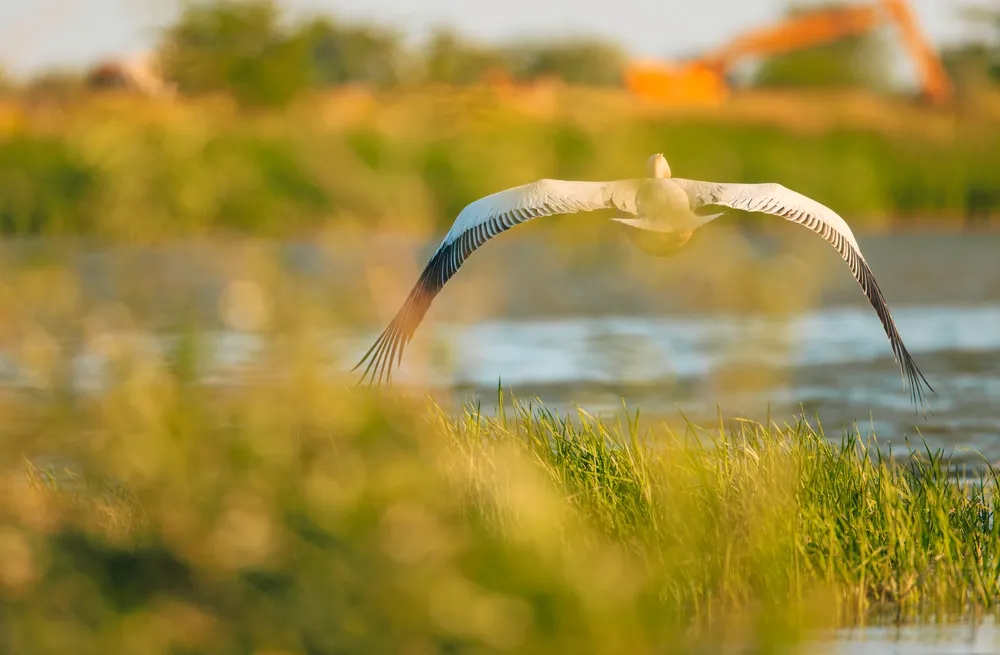 bocian ekologia bioróżnorodność