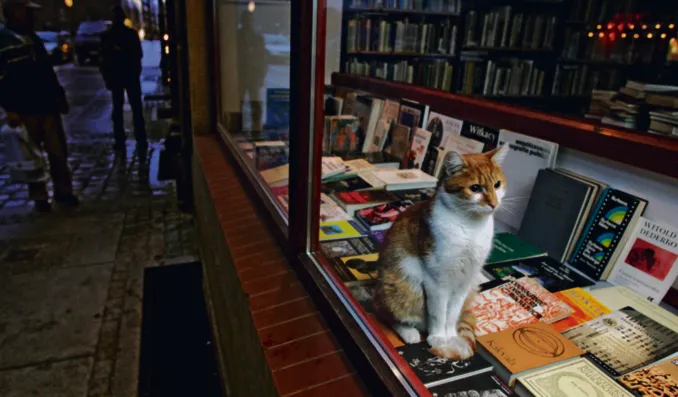 Darmowe podręczniki mogą doprowadzić do upadku 2/3 księgarni w Polsce