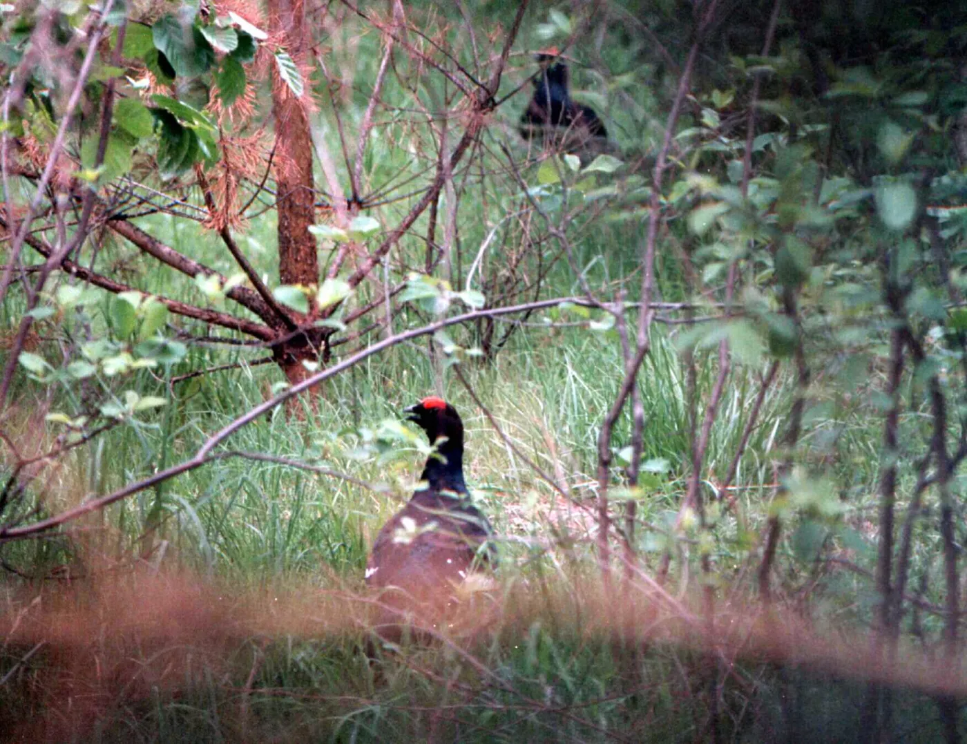 Cietrzew w Poleskim Parku Narodowym