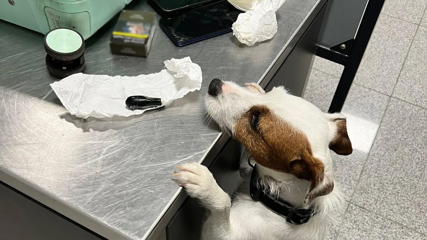 KAS zatrzymała 89 kapsułek z kokainą. Podróżny przemycał je w ciele