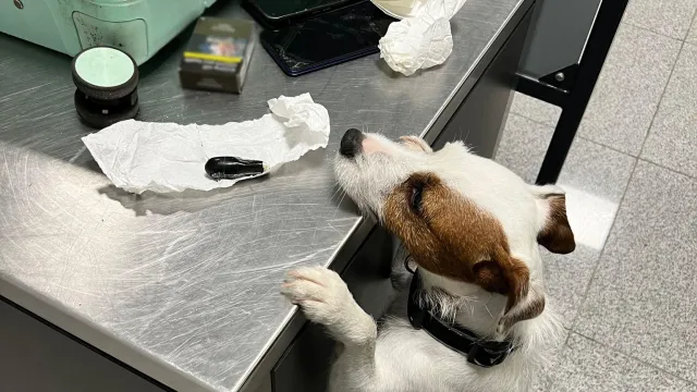 KAS zatrzymała 89 kapsułek z kokainą. Podróżny przemycał je w ciele