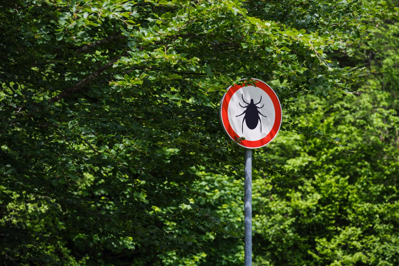 Alert kleszczowy, wzrost zachorowań na boreliozę. Gdzie kleszcze sieją popłoch?