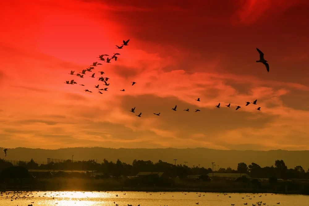 Palo Alto - miasto wielkości Leszna stolicą Doliny Krzemowej (ZDJĘCIA)