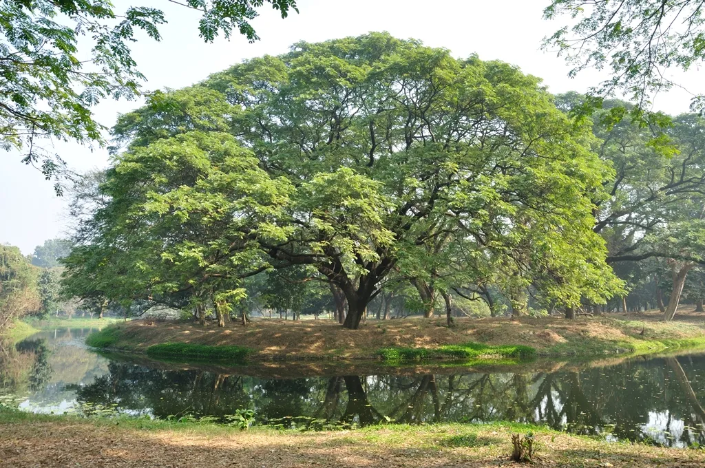 1243841-acharya-jagadish-chandra-bose-indian-botanic-garden-howrah-2011-01-08-9753.jpg