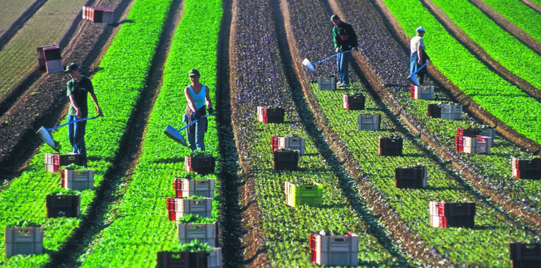 Praca sezonowa: nieuczciwi pracodawcy wyłudzają świadczenia rządowe
