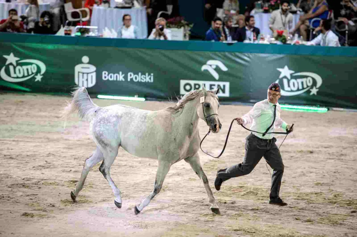 Szesnaście koni za 1,27 mln euro. Oto wyniki aukcji w Janowie Podlaskim