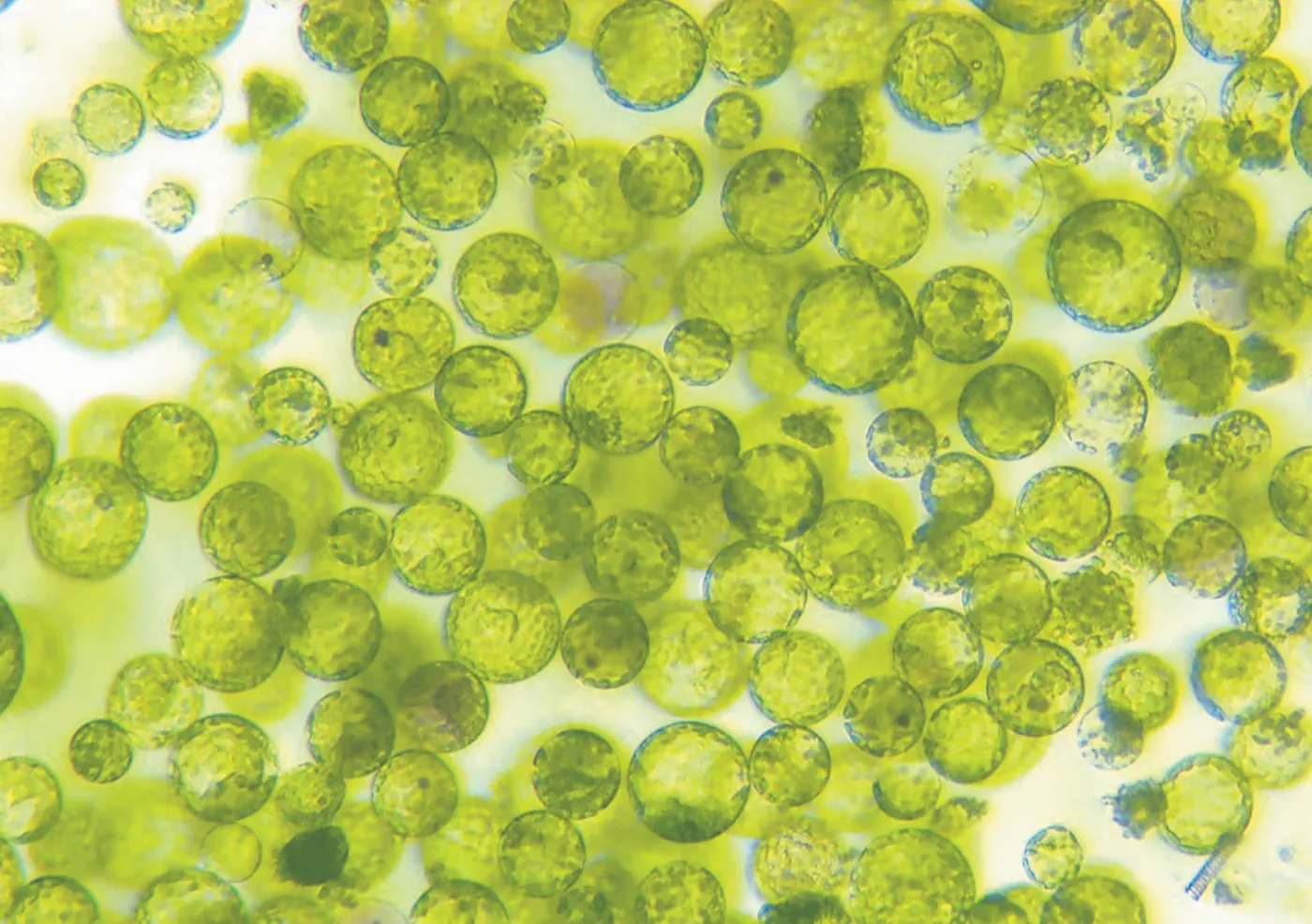 4157587-protoplasty-czyli-komorki-roslinne.jpg
