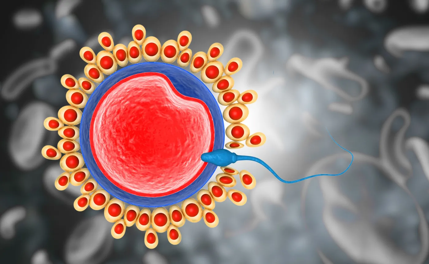 Covid-19 może upośledzać męską płodność. Spadek liczby plemników nawet o połowę