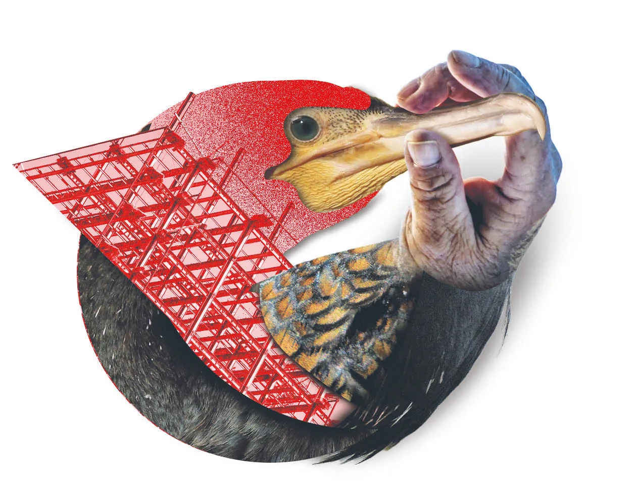 Między rybakiem a kormoranem zgody nie było nigdy