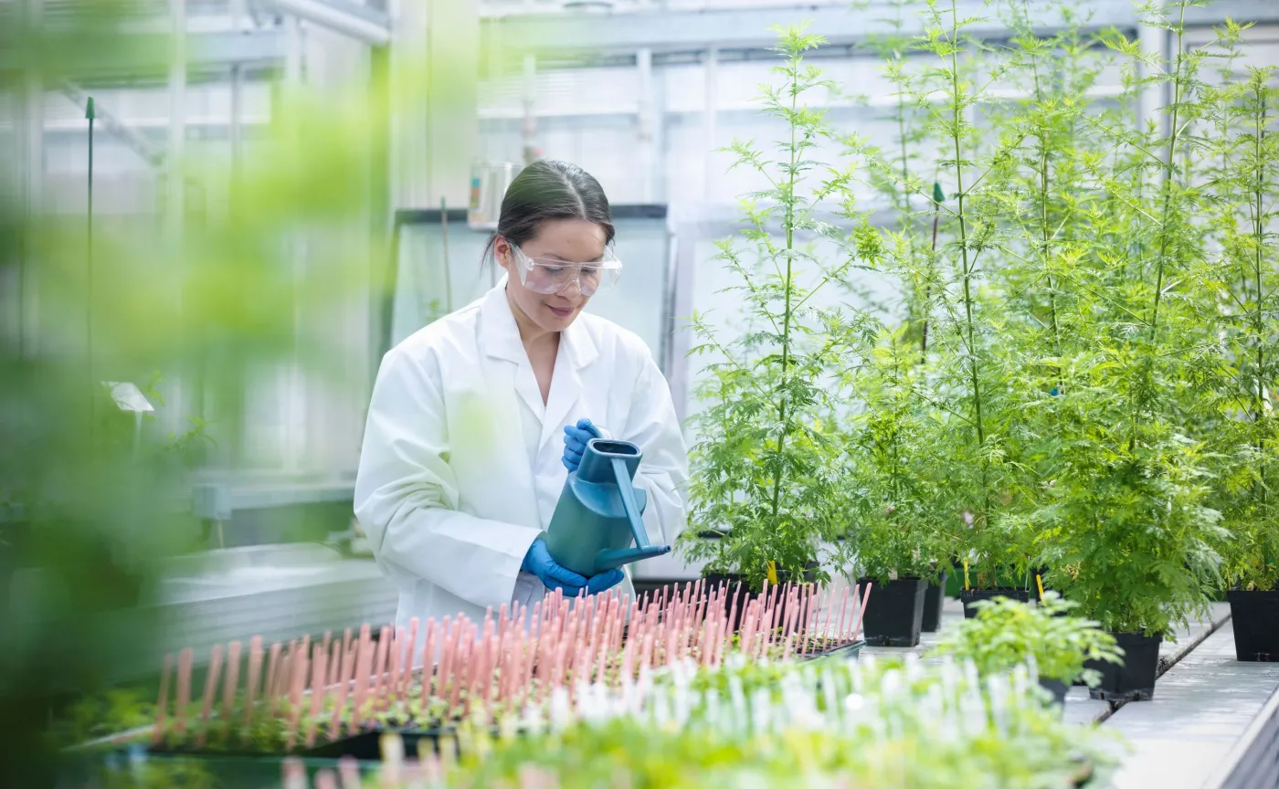 Naukowcy: Ekstrakt z bylicy rocznej zwalcza wirusa SARS-CoV-2