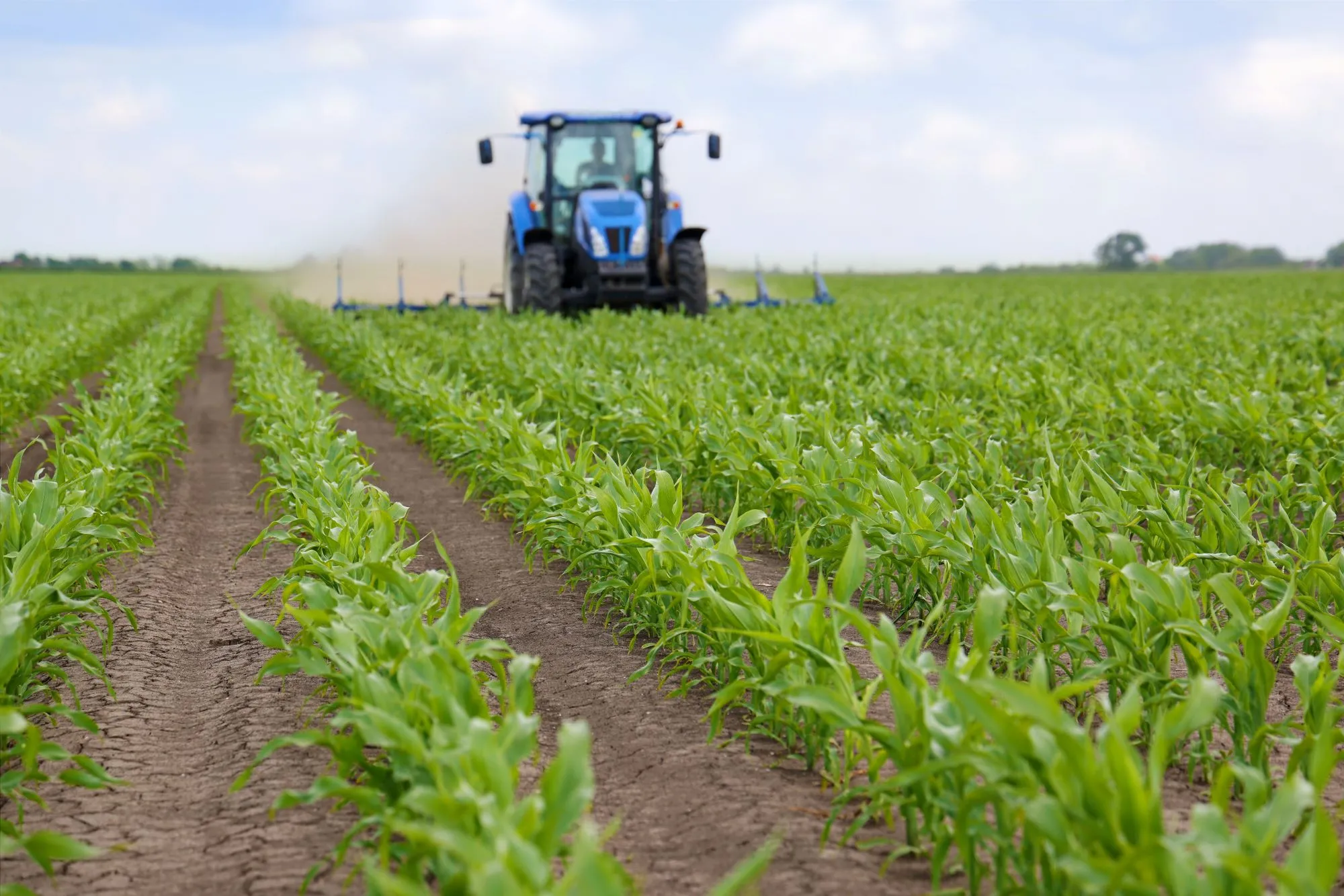 Kontrola z ARiMR w gospodarstwie 2026. Kara może oznaczać utratę dopłat. Czy kontrola z ARiMR musi być zapowiedziana?