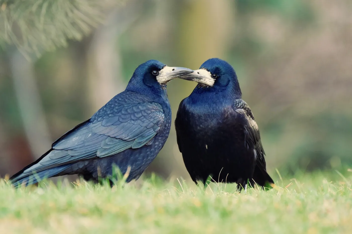 Polskie gawrony na skraju wyginięcia! Ornitolodzy alarmują.