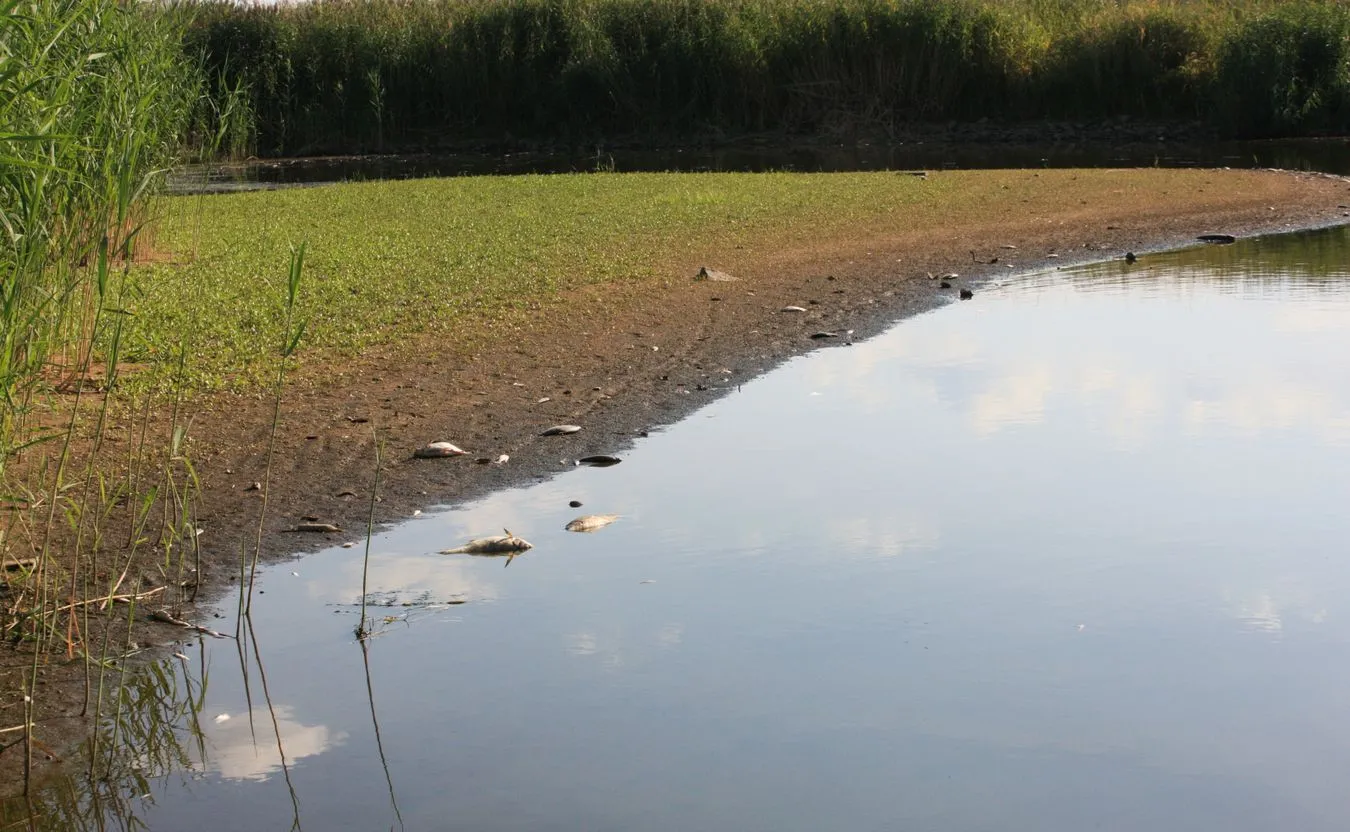 Wojewoda zachodniopomorski: Dziś decyzja o zamknięciu dostępu do Odry