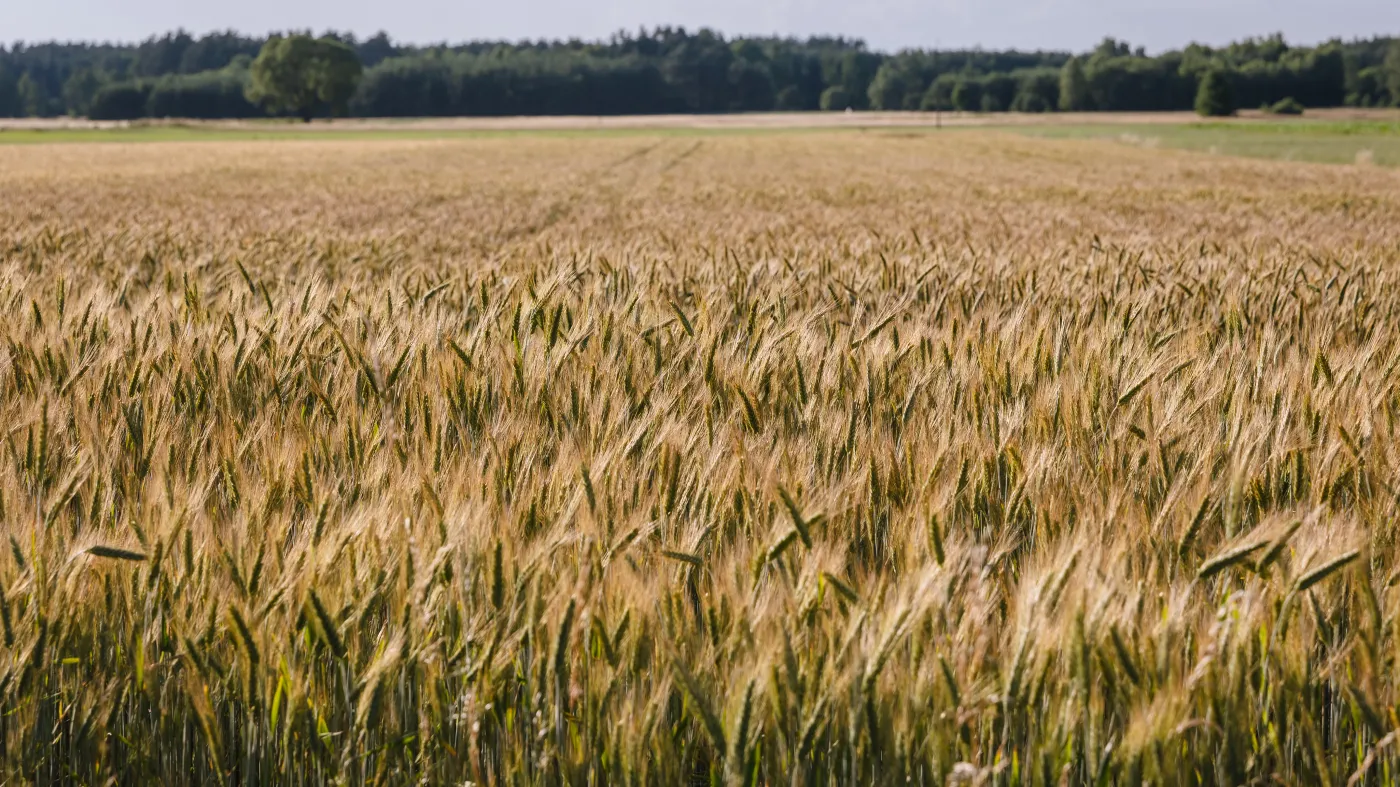 pole uprawne zboże żyto rolnictwo