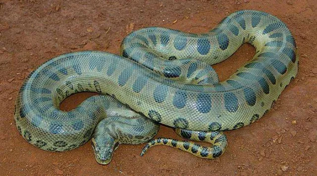 CNN: W Amazonii odkryto nowy gigantyczny gatunek węża