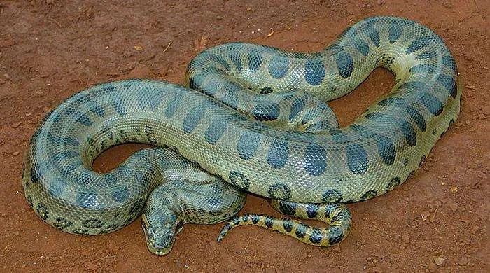 CNN: W Amazonii odkryto nowy gigantyczny gatunek węża