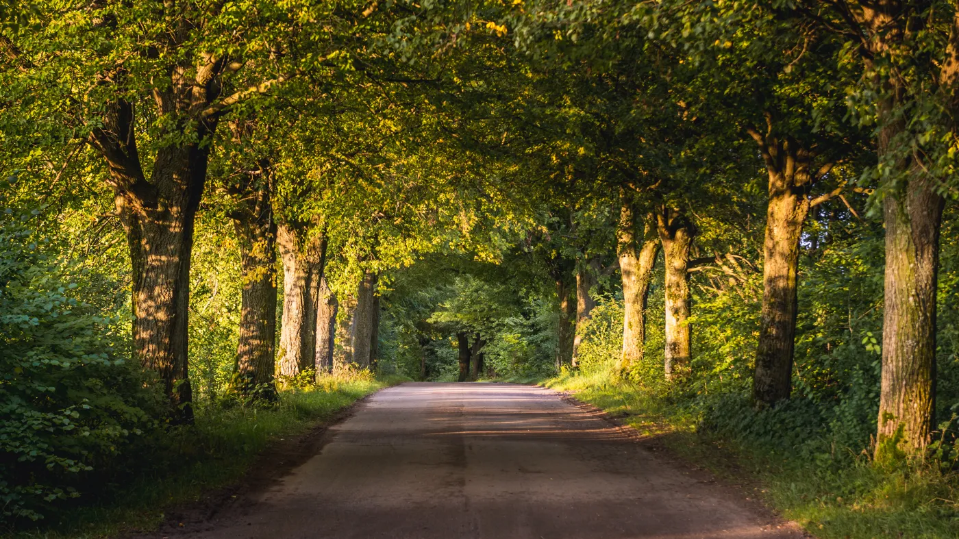 Brzozy usuwają z gleby mikroplastik