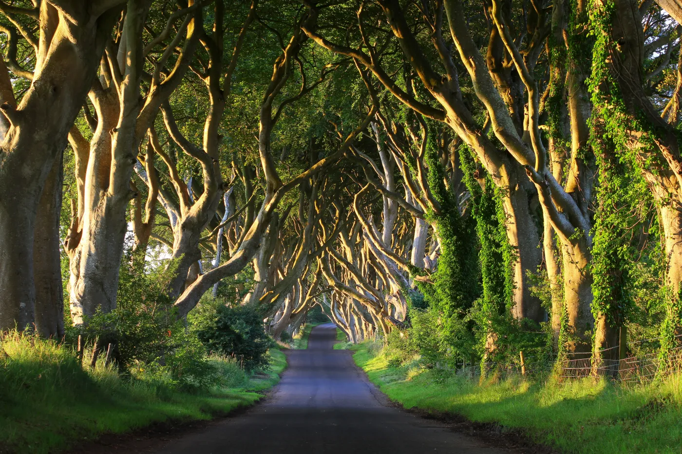 The Dark Hedges Gra o tron