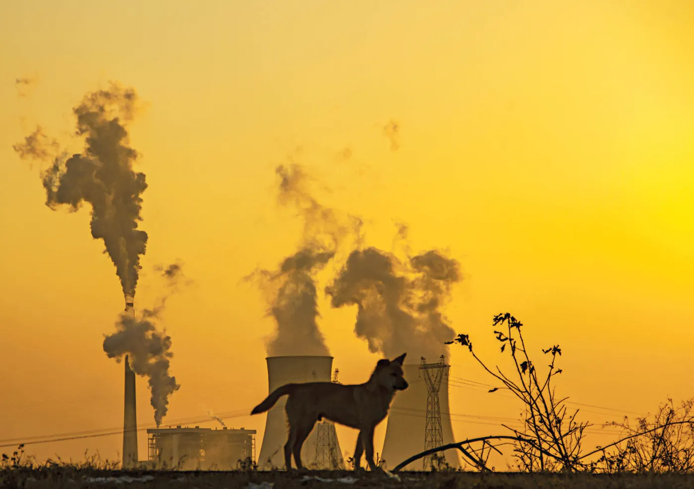 Smog szkodzi bardzo także zwierzętom. Zwłaszcza w miastach